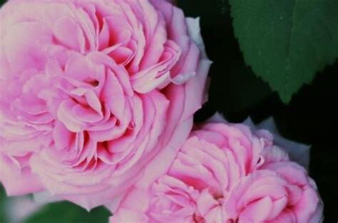 薔薇 種植